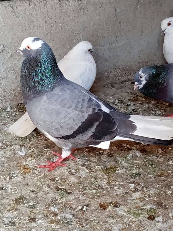 pigeon 7