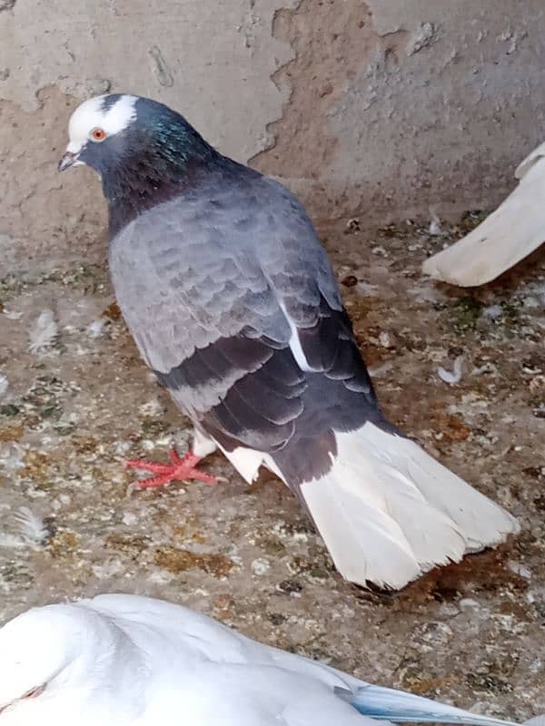 pigeon 9