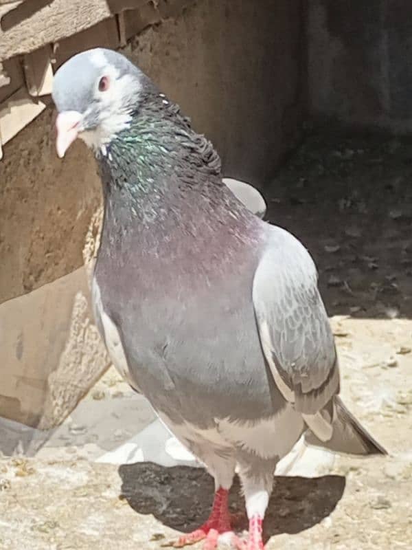 pigeon 10