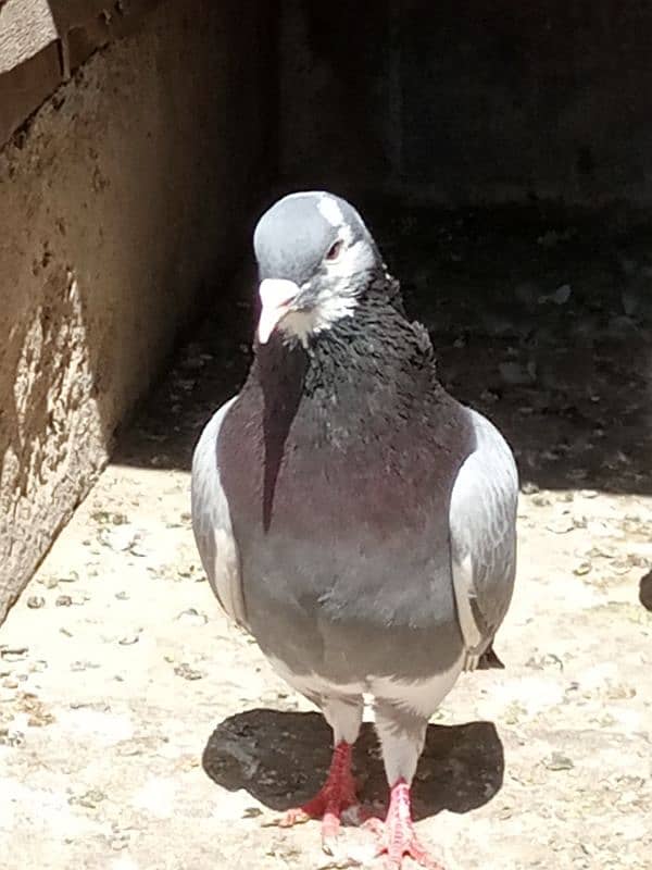 pigeon 11