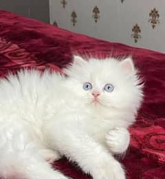 persian kittens triple coat pair for sale contact whatsap 03226531273