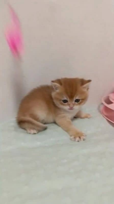 GOLDEN BRITISH SHORTHAIR KITTENS, RARE COLOR,NO EYE MUCK,WITH DELIVERY 1