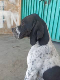 pure franzini pointer puppy