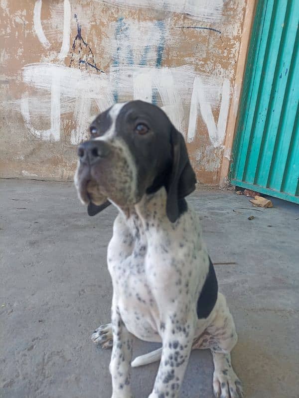 pure franzini pointer puppy 1