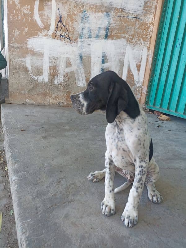 pure franzini pointer puppy 2