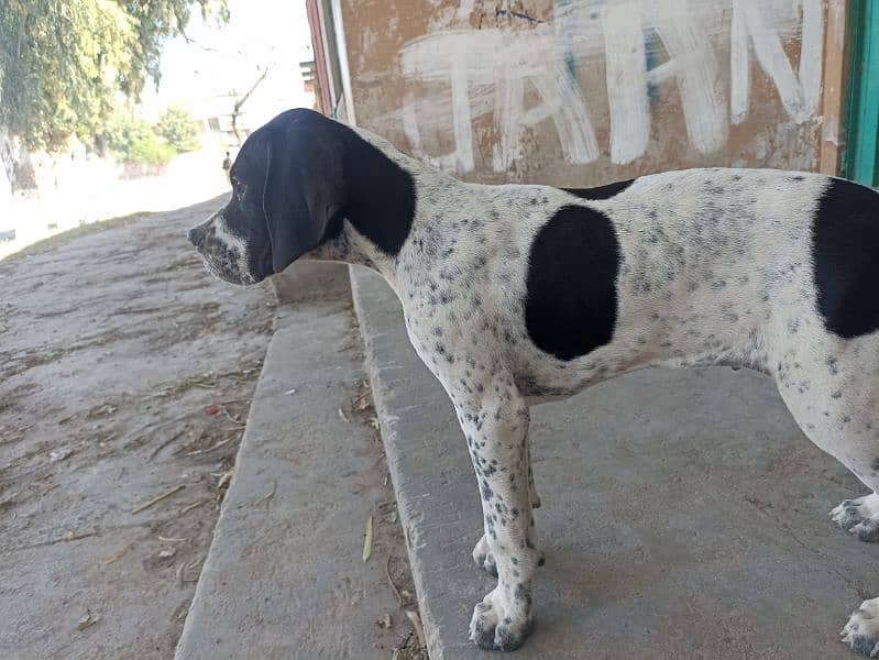 pure franzini pointer puppy 3