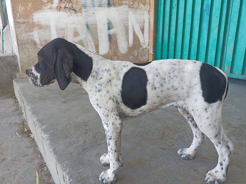 pure franzini pointer puppy 4