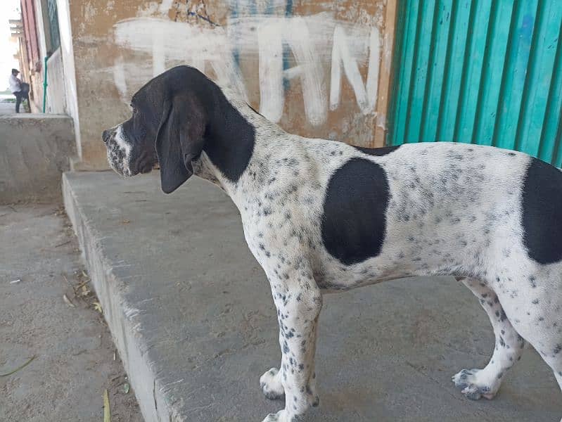 pure franzini pointer puppy 5