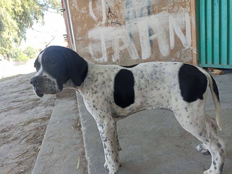 pure franzini pointer puppy 6