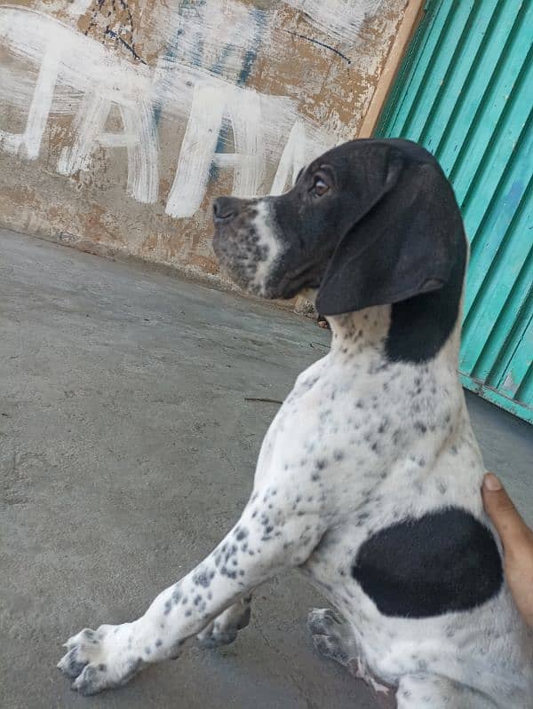 pure franzini pointer puppy 7