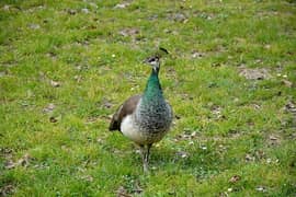 blue shoulder breeder peacock female