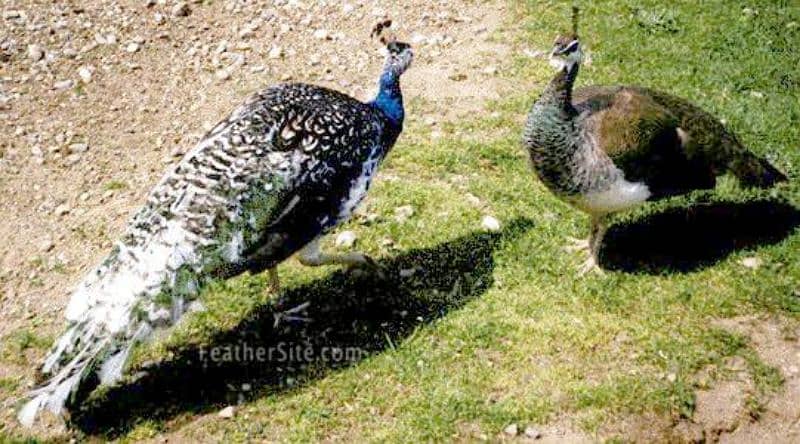 blue shoulder breeder peacock female 1