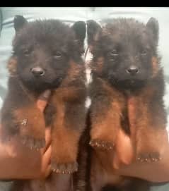 German Shepherd Dabal coat piar for sale