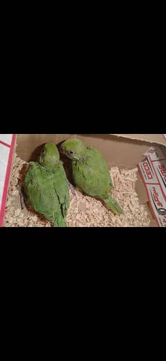 green parrot age 1.5 month