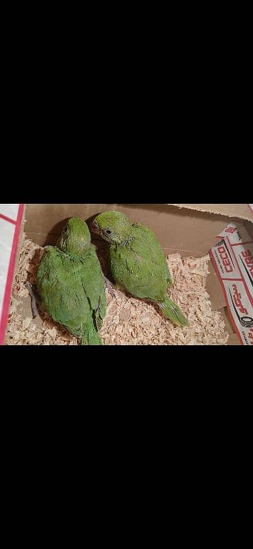 green parrot age 1.5 month 0