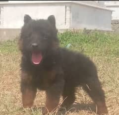 German Shepherd long coat male available for sale