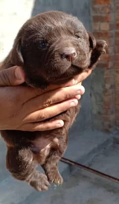 Labrador  puppy imported Bloodline