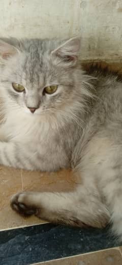 Persian Male Cat