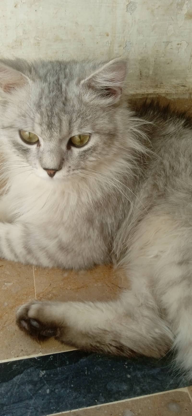 Persian Male Cat 0