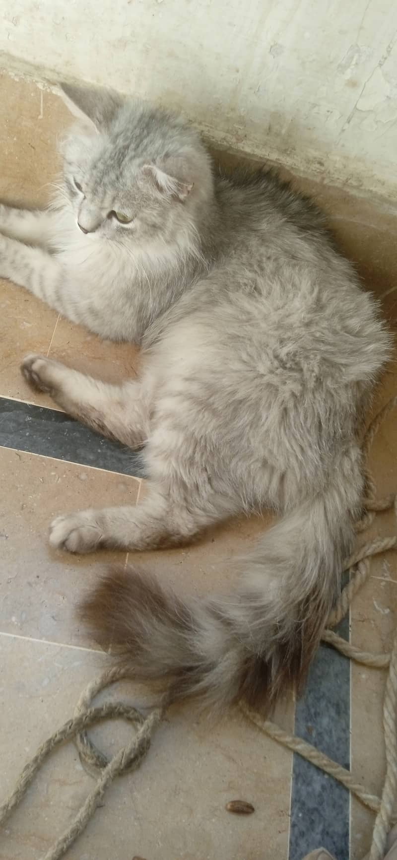 Persian Male Cat 1