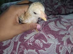 aseel chick