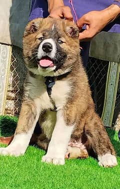 pure king Alabai kadhy male for sale sequrty dogs