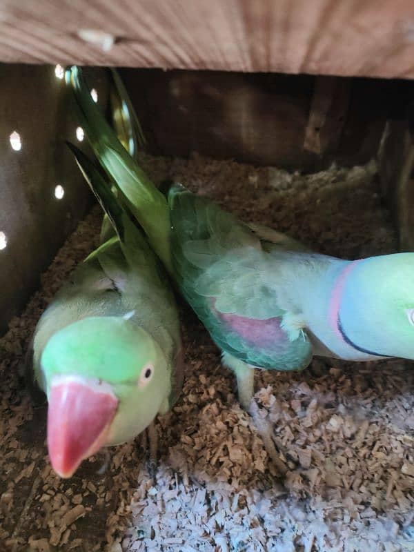 parrot for sale 0