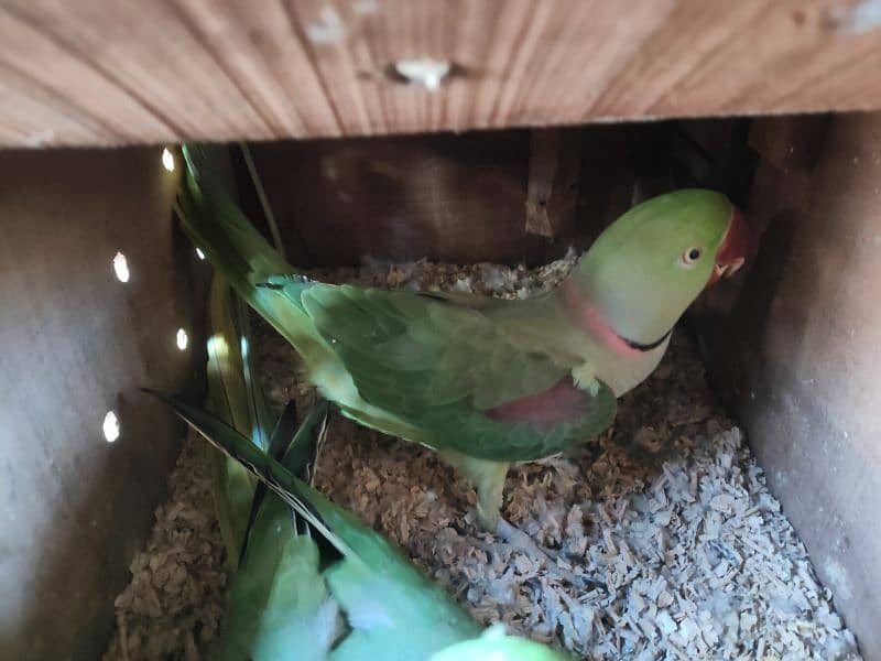 parrot for sale 1