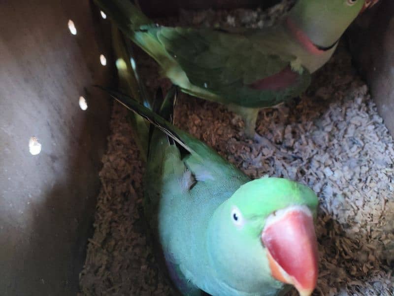 parrot for sale 2