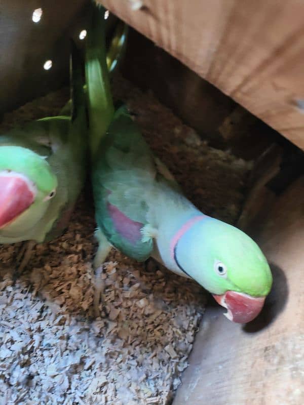 parrot for sale 3