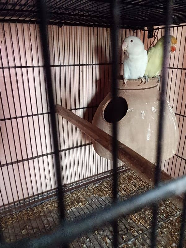 Love Birds 13