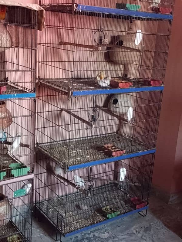 Love Birds 16