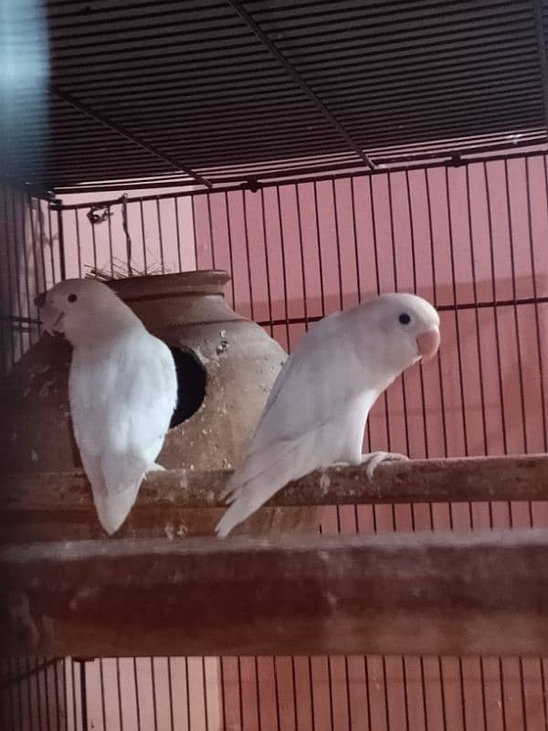 Love Birds 17
