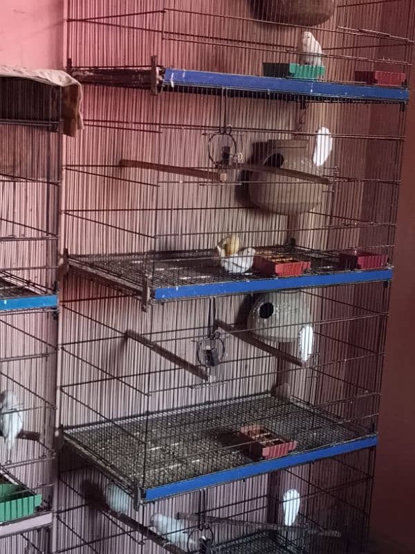 Love Birds 18