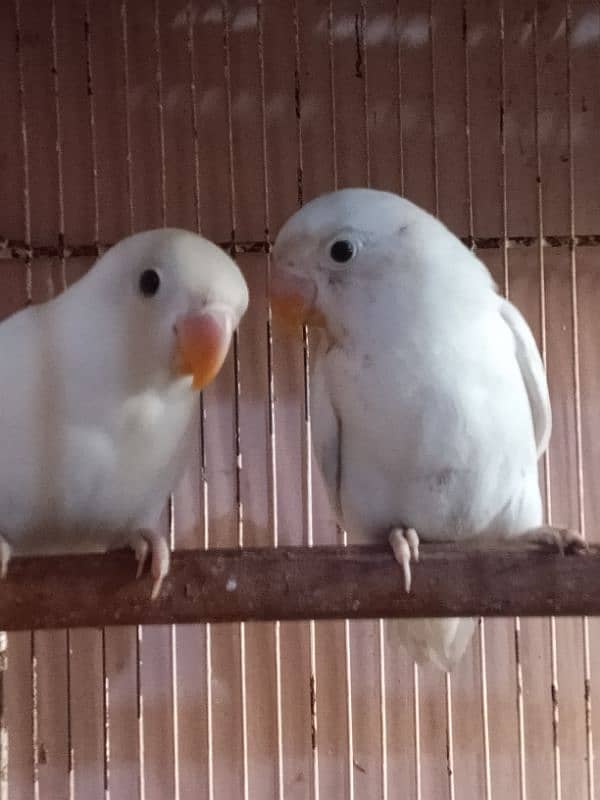 Love Birds 19