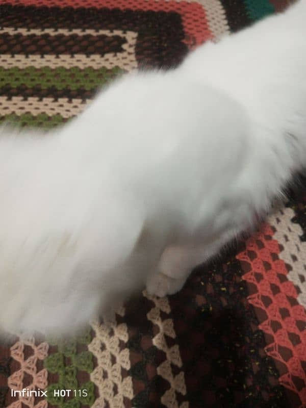 white parshion cat03334476712 1