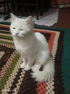 white parshion cat03334476712