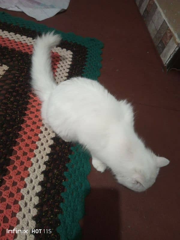 white parshion cat03334476712 2