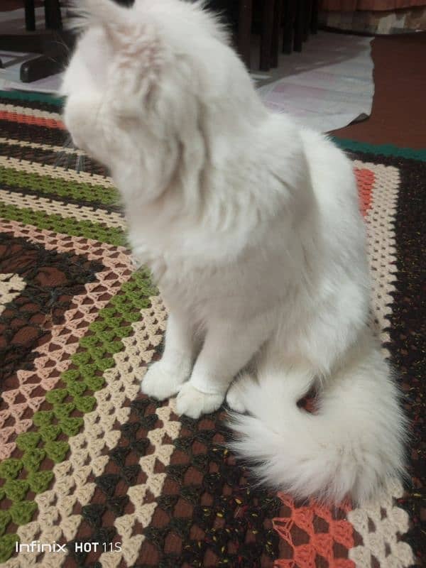 white parshion cat03334476712 3