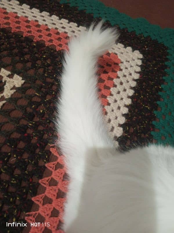 white parshion cat03334476712 4