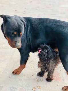 beautiful rotti female