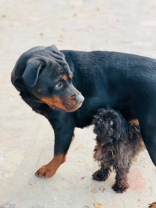 beautiful rotti female 1