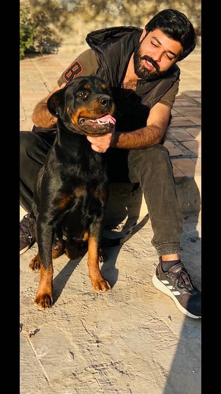 beautiful rotti female 2