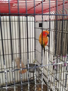 sun conure