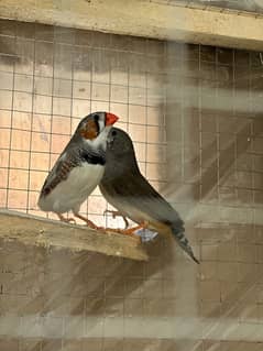 finches pair + cage