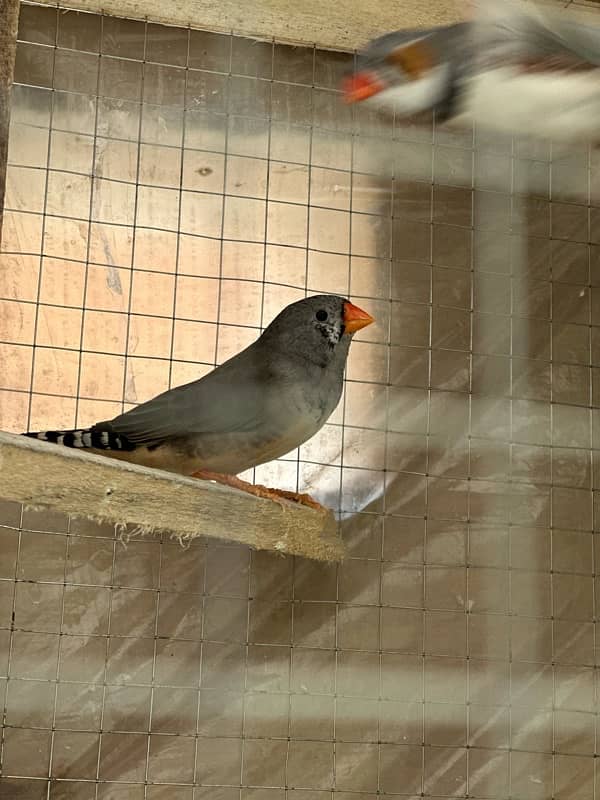 finches pair + cage 1