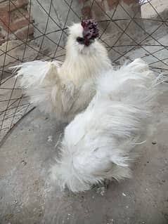 white silkie pair onr year age