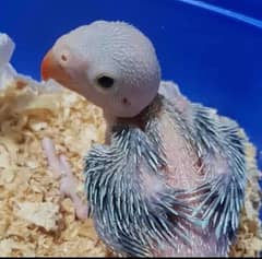 Green parrot chicks