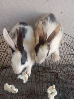 rabbit pair 03224186572