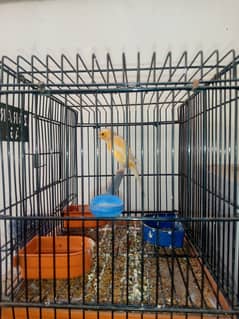 Canary male for sale